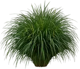 Breeze Lomandra (Dwarf Mat Rush)