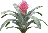 Pink Bromeliad (Aechmea)