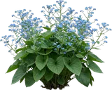 Siberian Bugloss