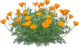 California Poppy