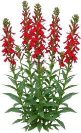 Cardinal Flower