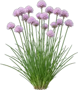 Chives
