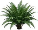 Christmas Fern