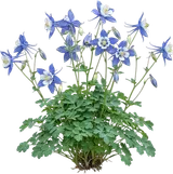Columbine