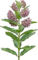 Common Milkweed