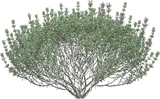 Common Thyme