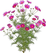 Cosmos