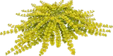 Creeping Jenny