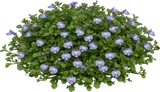 Creeping Mazus