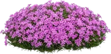 Creeping Phlox
