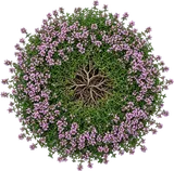 Creeping Thyme