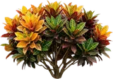 Croton