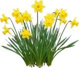 Daffodil