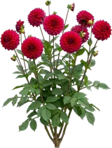 Dahlia