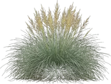 Deer Grass