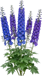 Delphinium