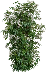 Evergreen Clematis
