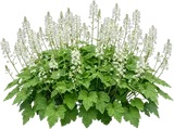 Foamflower