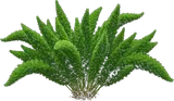 Foxtail Fern