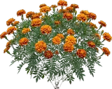 French Marigold