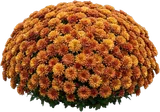 Garden Mum