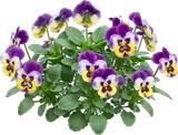 Garden Pansy