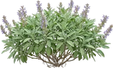 Garden Sage
