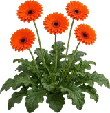 Gerbera Daisy