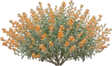 Globe Mallow