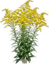Goldenrod
