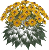 Goldsturm Black-Eyed Susan