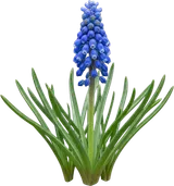 Grape Hyacinth