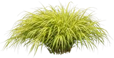 Japanese Forest Grass