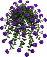 Homestead Verbena