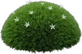 Irish Moss