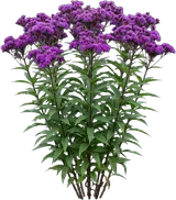 Ironweed