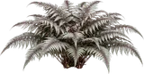 Japanese Painted Fern