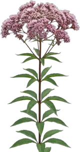 Joe Pye Weed