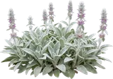 Lamb's Ear