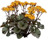 Ligularia