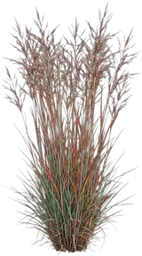 Little Bluestem