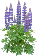 Lupine