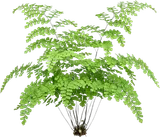Maidenhair Fern