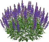 Meadow Sage