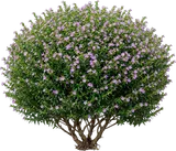 Mexican Heather
