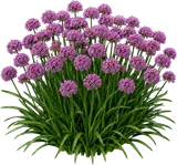 Millenium Ornamental Onion