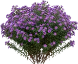 New England Aster