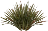 New Zealand Flax