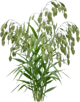 Northern Sea Oats