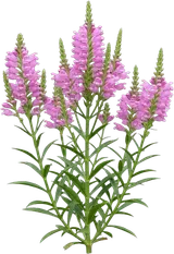 Obedient Plant